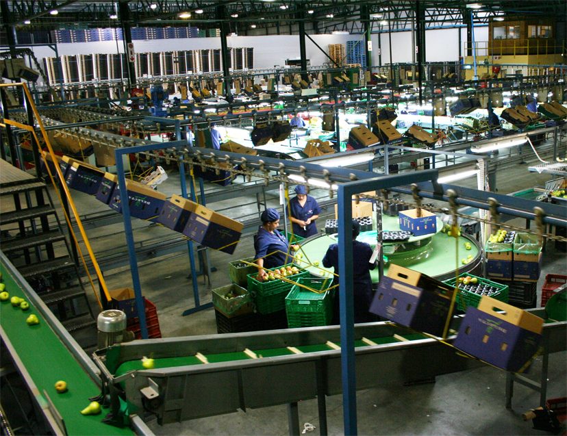 Workers packing fruit on a packing line.